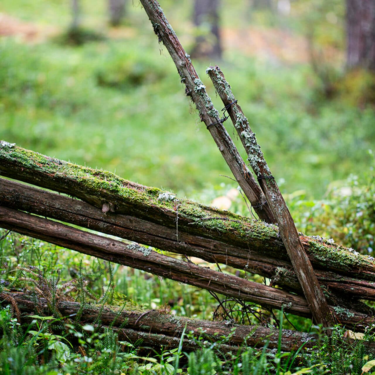 En fallfärdig gärdesgård i en glänta i skogen