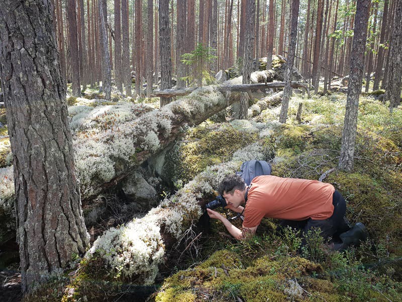 En person fotograferar arter på ett dött träd i skogen