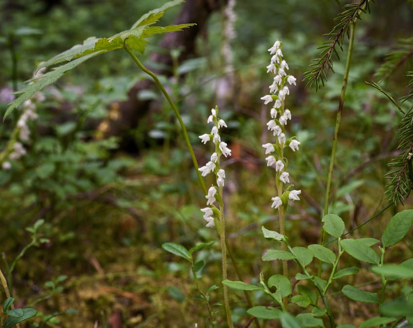 Orkiden knärot