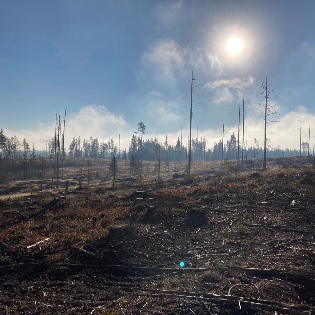 Ett färskt kalhygge i motljus, en varm sommardag.
