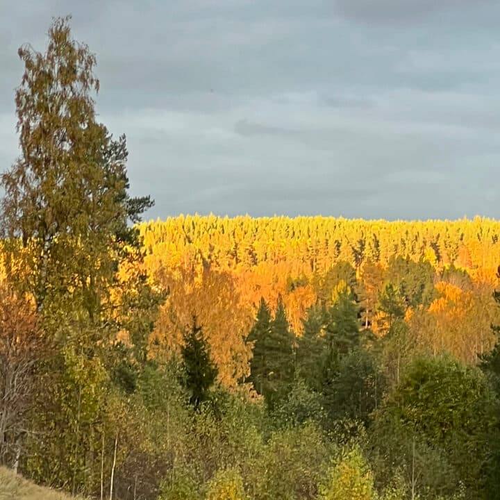 Björkar och andra träd som blivit gula på hösten
