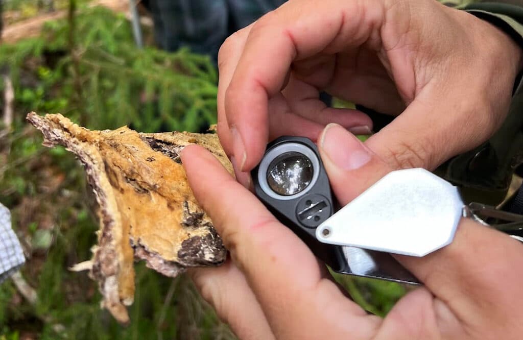 Närbild på händer som håller i en svamp och en lupp