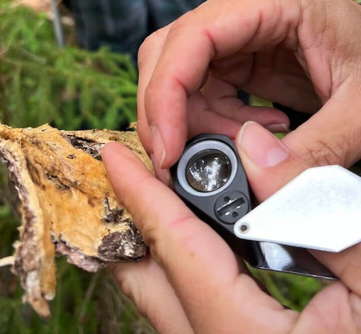 Närbild på händer som håller i en svamp och en lupp