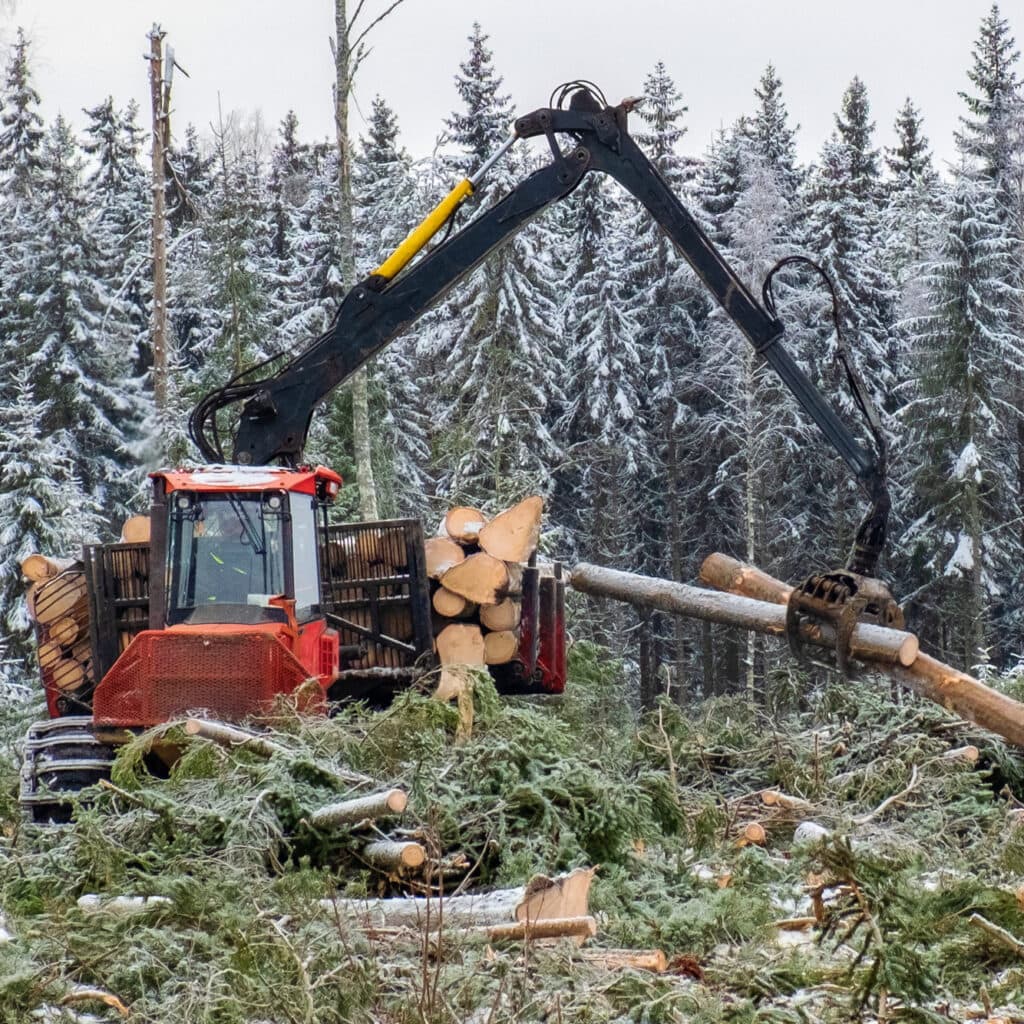 Skotare på ett kalhygge i skogen som plockar upp nedhuggna träd med en gripklo