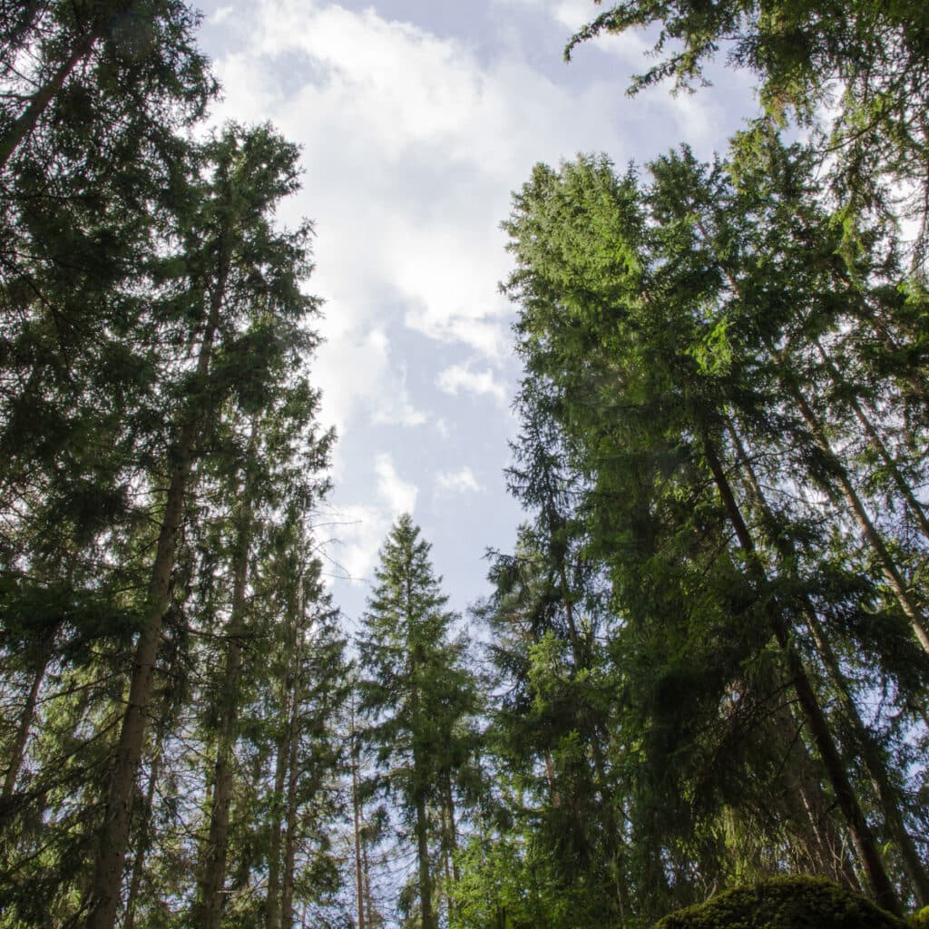 trädtoppar och himmel ur ett grodperspektiv