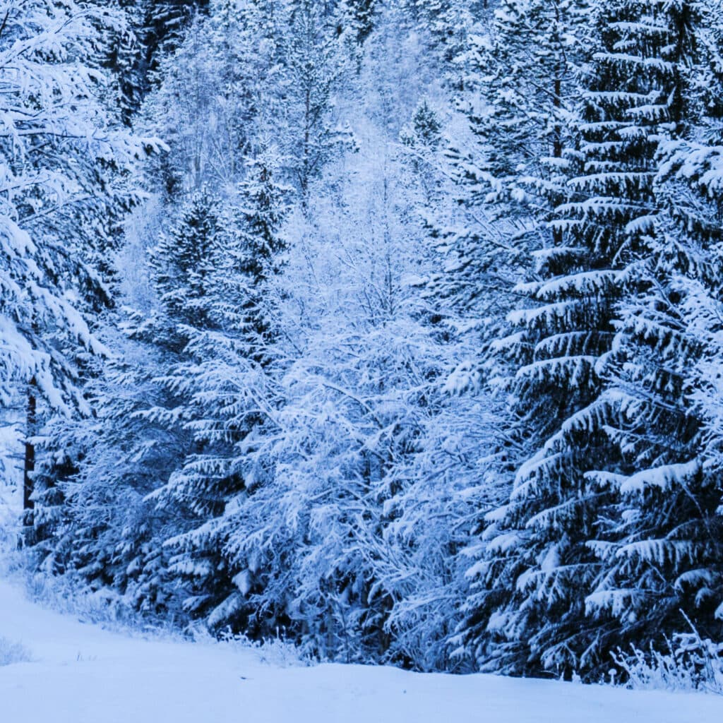 Snöiga träd i ett skogsbryn