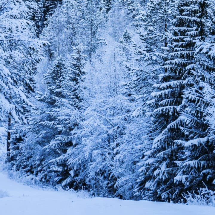 Snöiga träd i ett skogsbryn