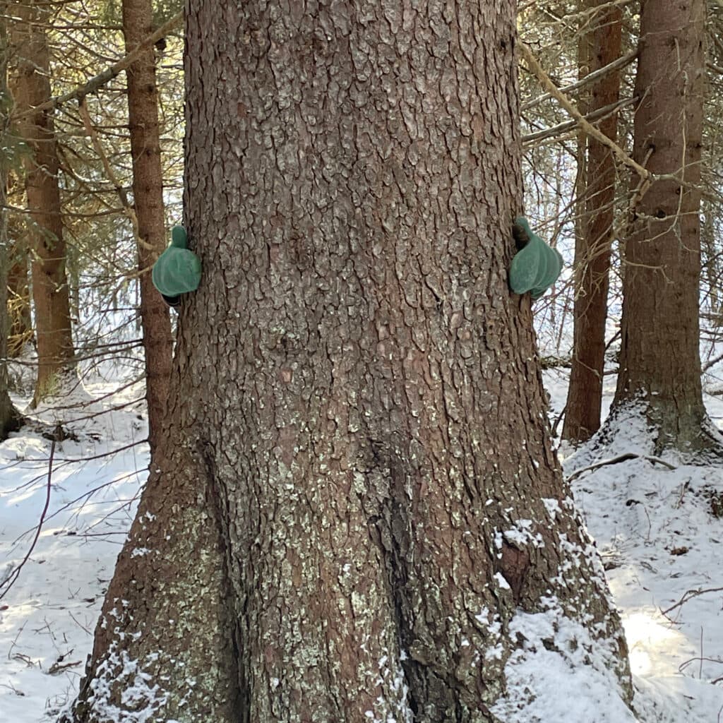 Vantklädda händer som håller om en tjock trädstam