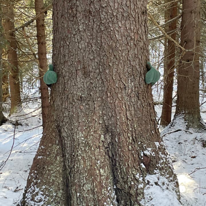 Vantklädda händer som håller om en tjock trädstam