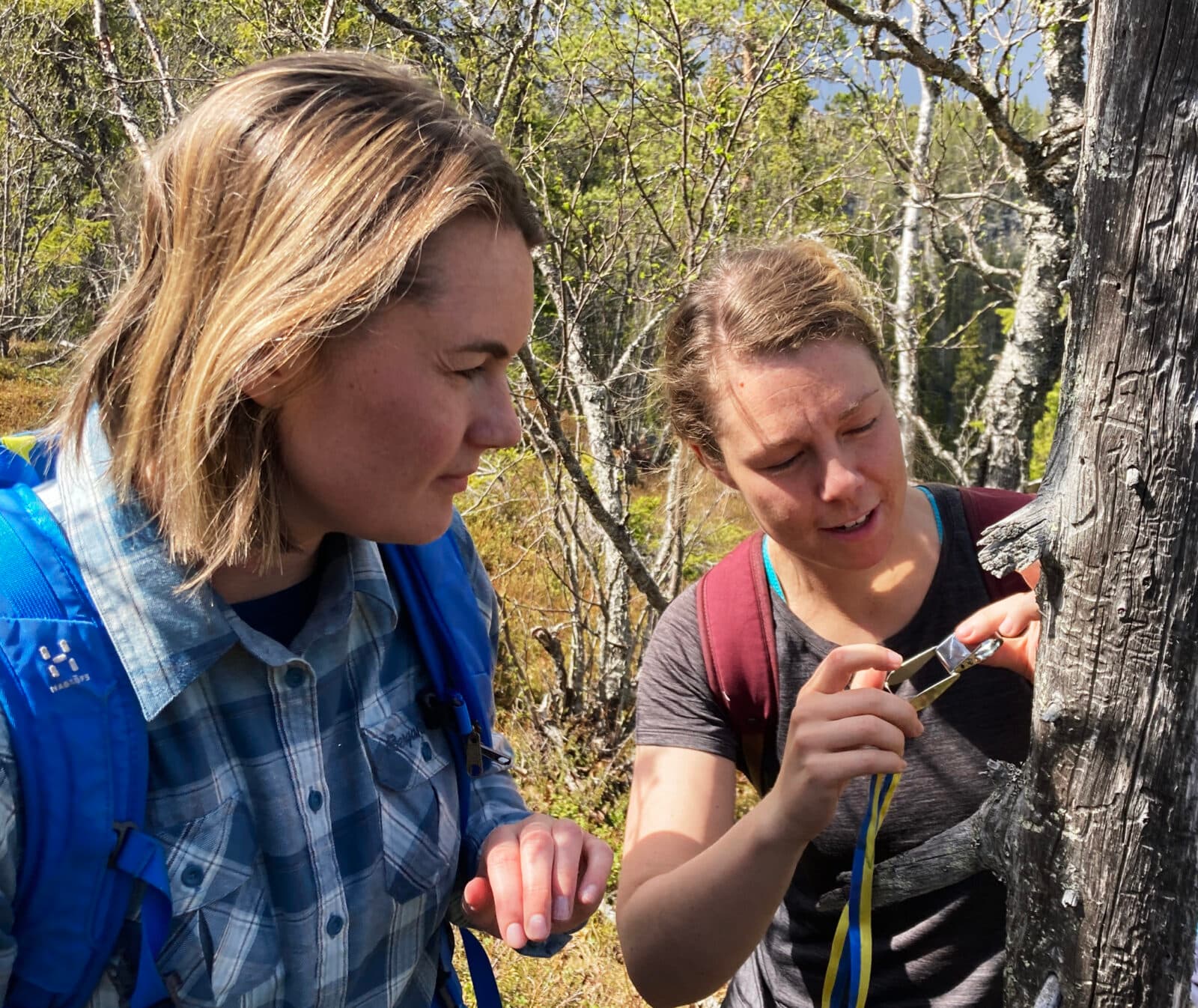 Två kvinnor undersöker ett träd med lupp