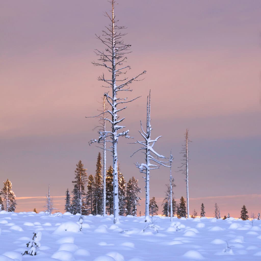 Ett snöigt kalhygge i solnedgång