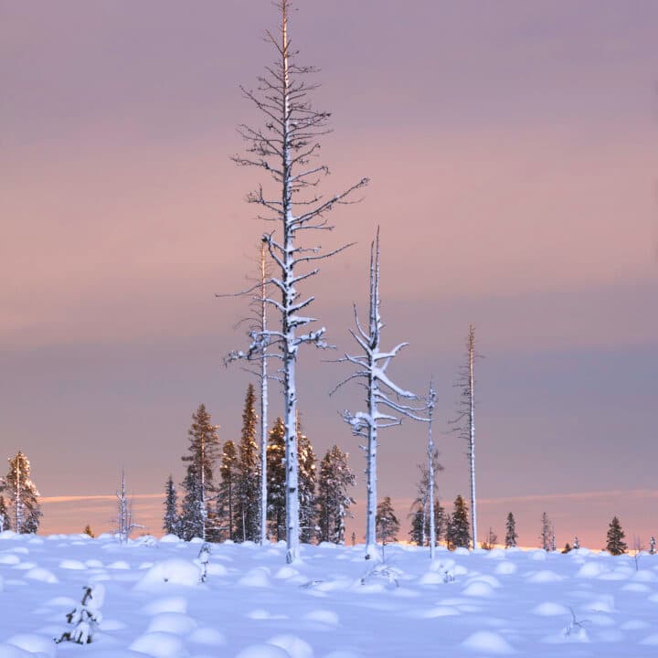 Ett snöigt kalhygge i solnedgång