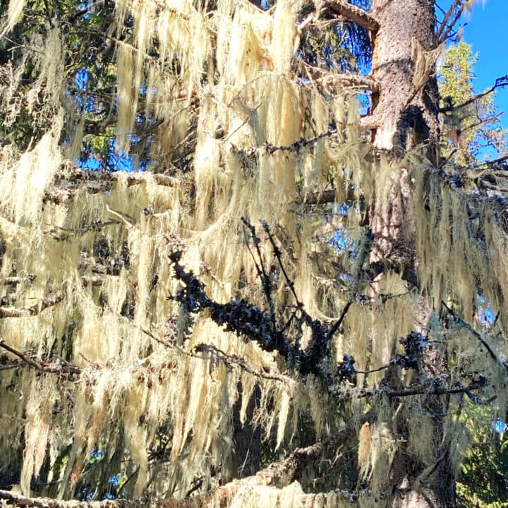 Massor av hänglav i ett gammalt träd