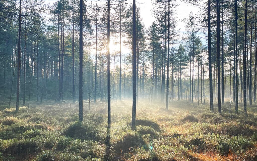 Gles tallskog på en myr