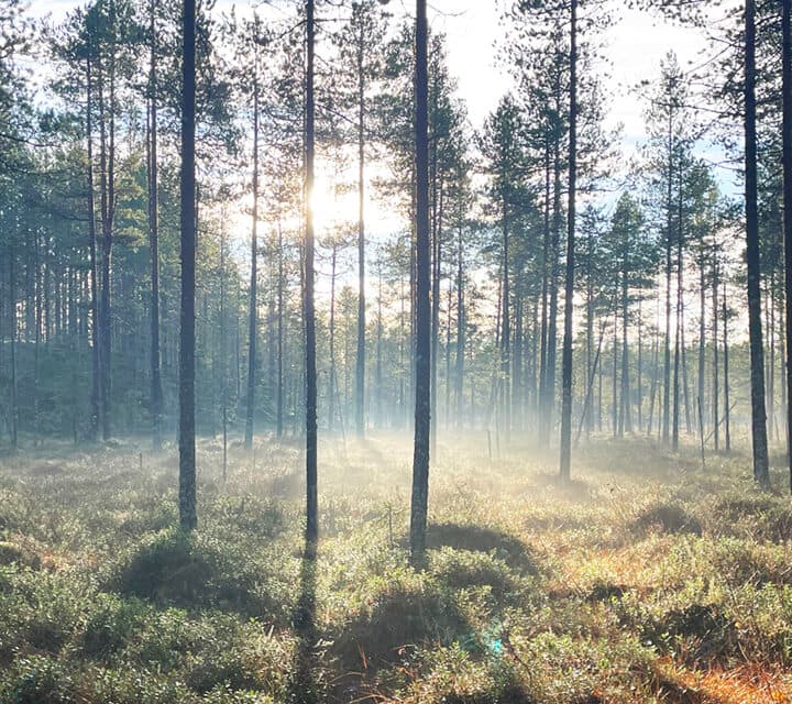 Gles tallskog på en myr