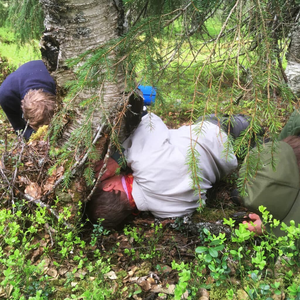 Flera personer som kryper på marken i en skog och letar arter