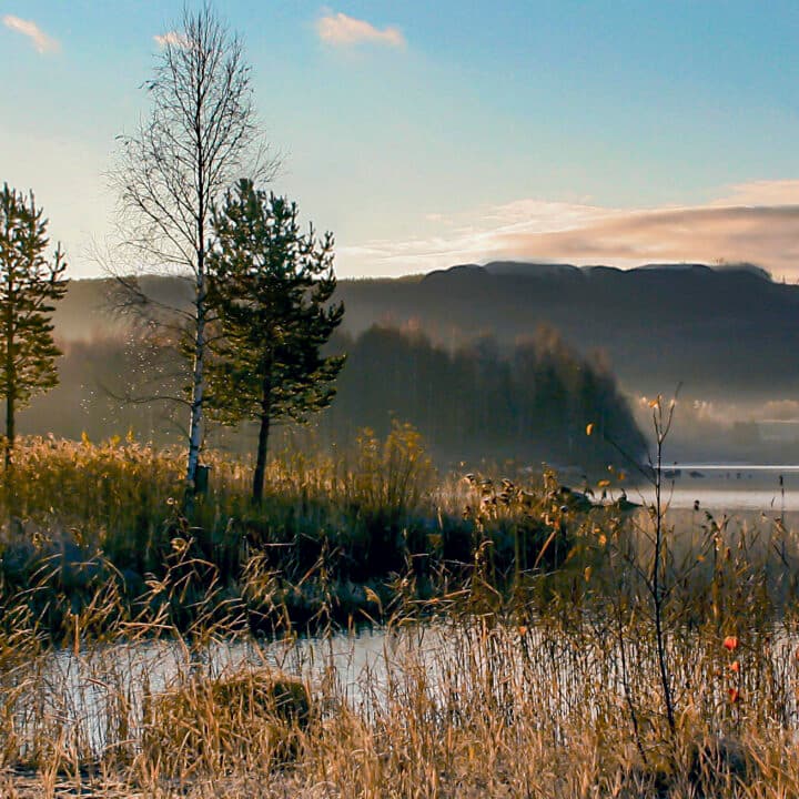 En sjövik i höstiga färger, med berg i bakgrunden och vass i förgrunden